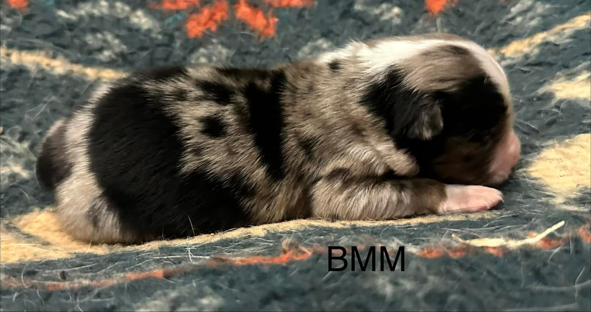 Girlie breeder image 8