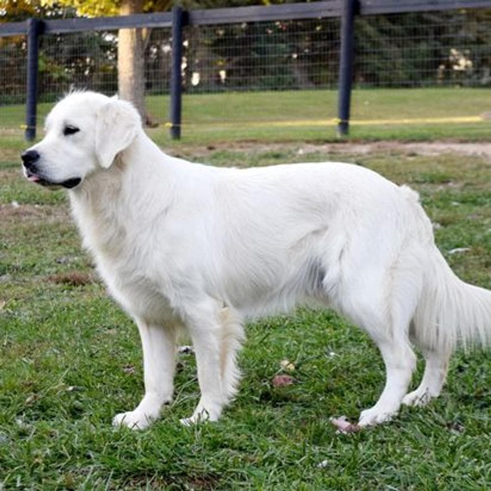 Red breeder image 2