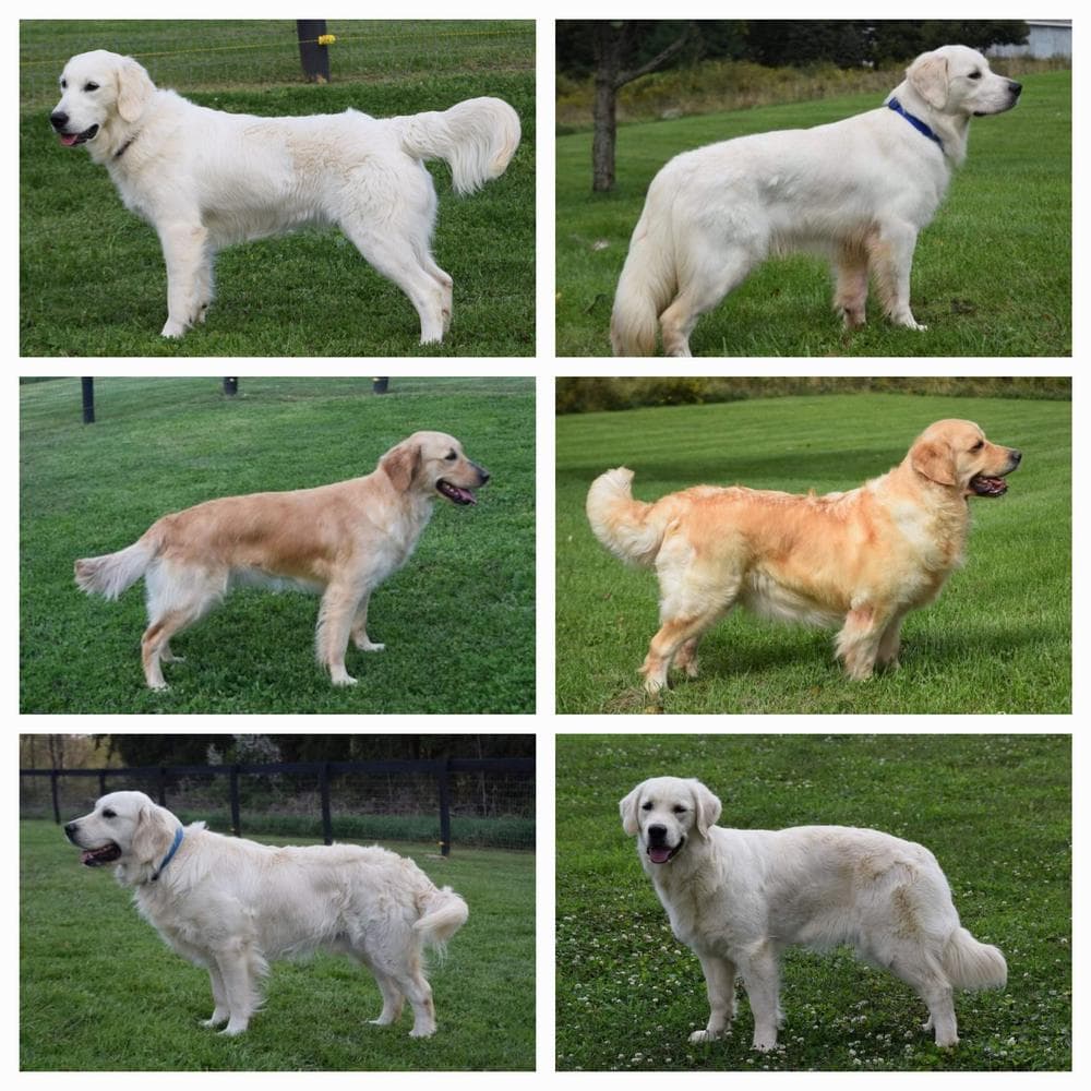 Red breeder image 6