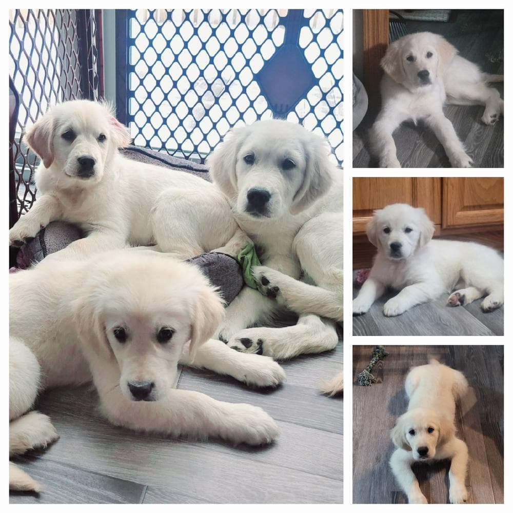 Red breeder image 7