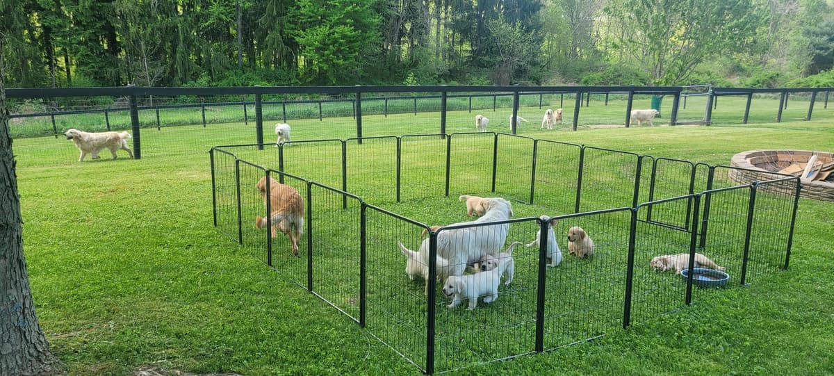 Red breeder image 9