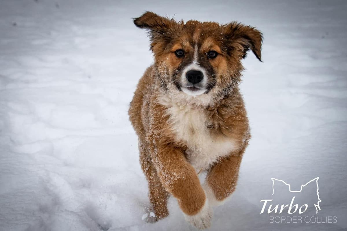 Hurley breeder image 11