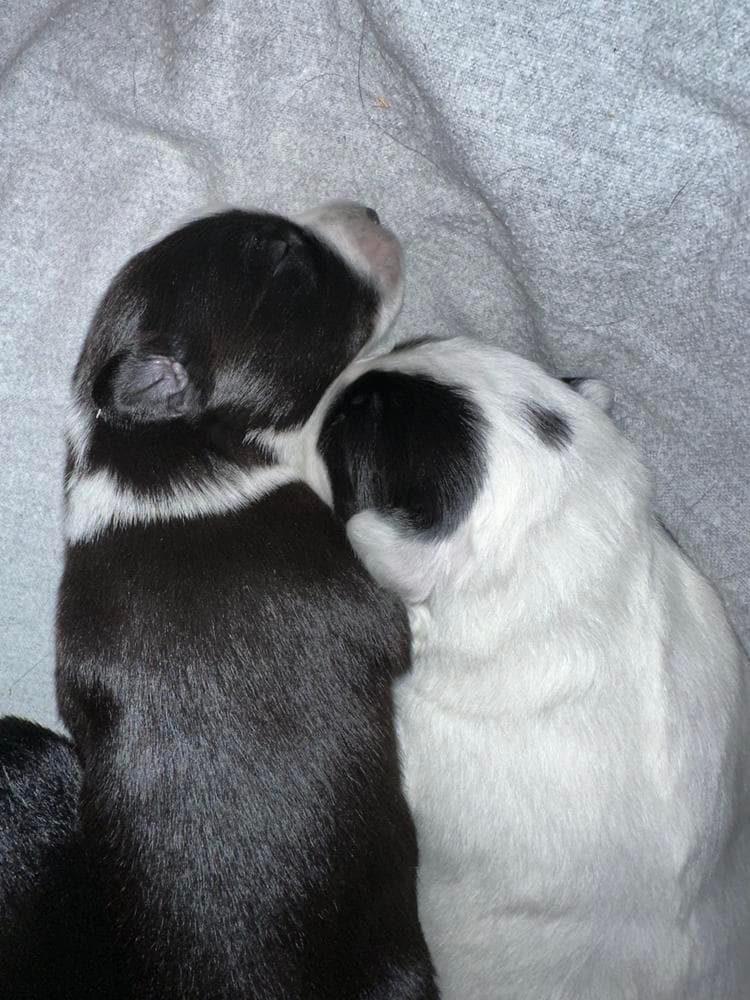 Hurley breeder image 17