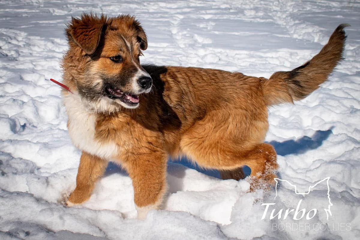 Hurley breeder image 8