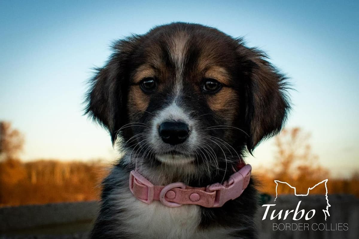 Hurley breeder image 9