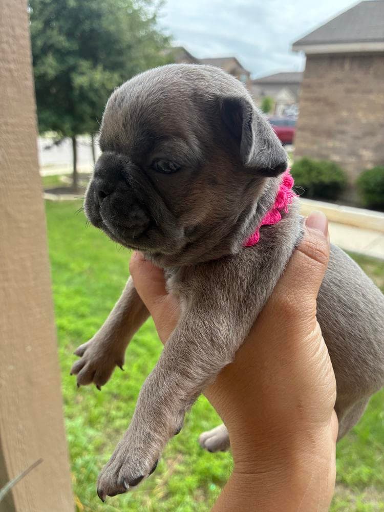 Pink breeder image 6