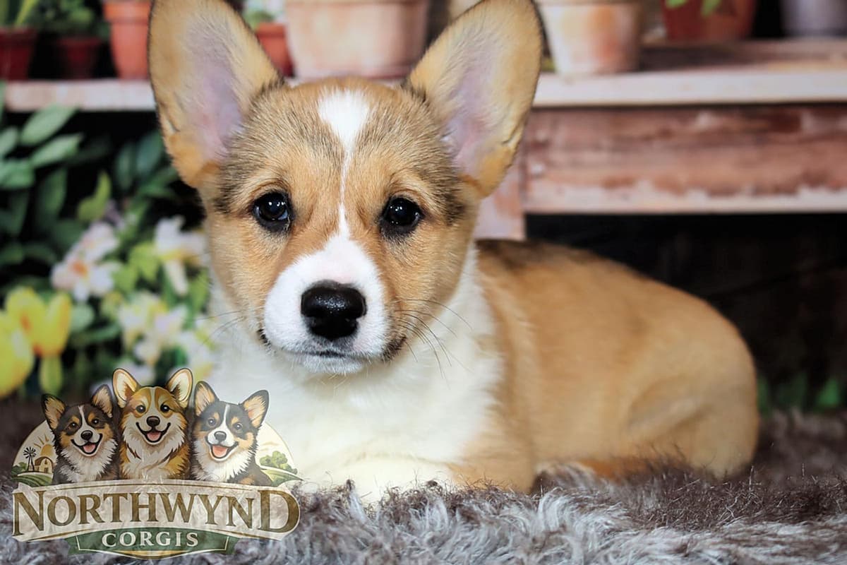 Cyrus breeder image 15