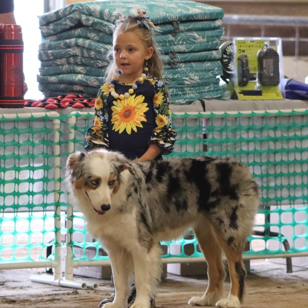 Red Merle M2 breeder image 2