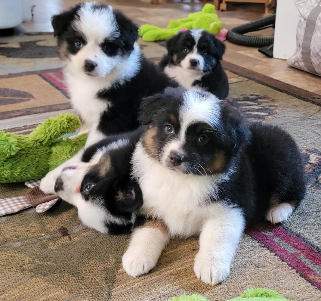 Red Merle M2 breeder image 5