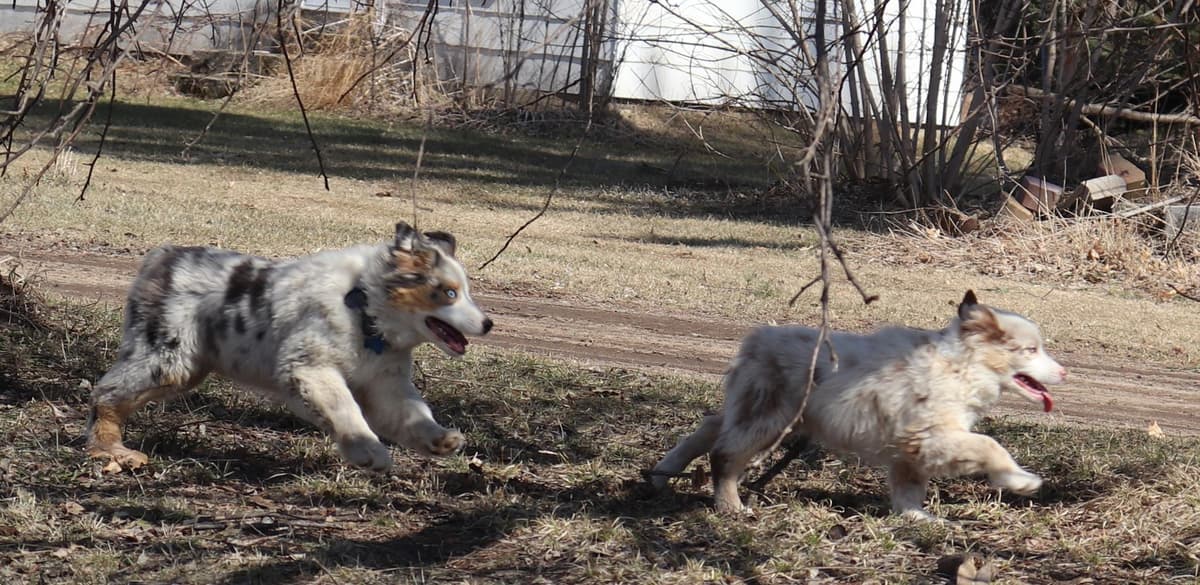 Red Merle M2 breeder image 6
