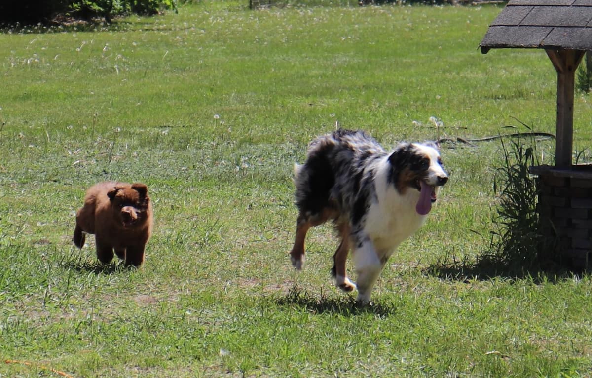 Red Merle M2 breeder image 7