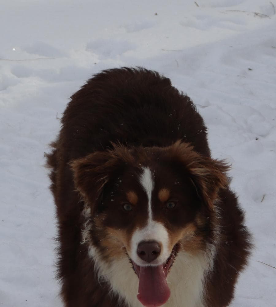Red Merle M2 breeder image 10