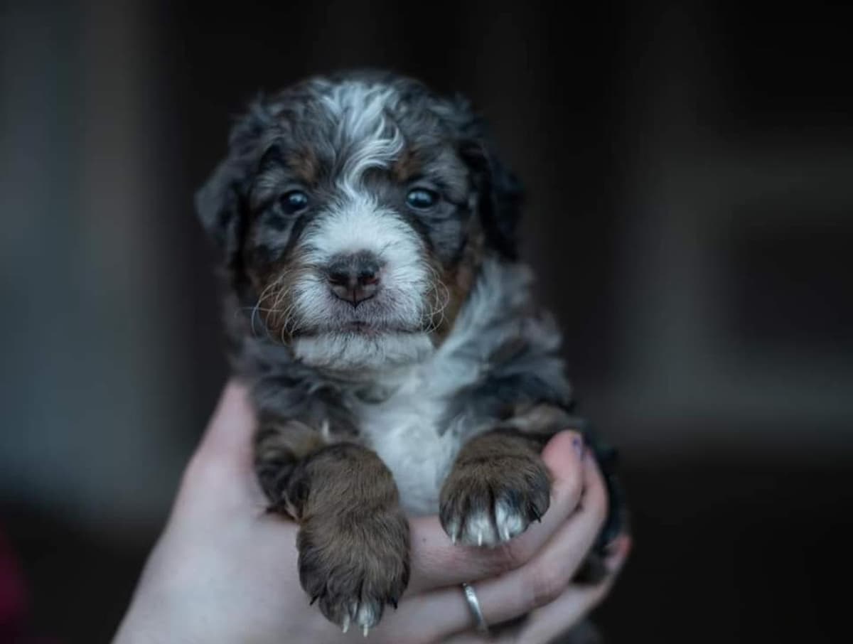 Juneau breeder image 8