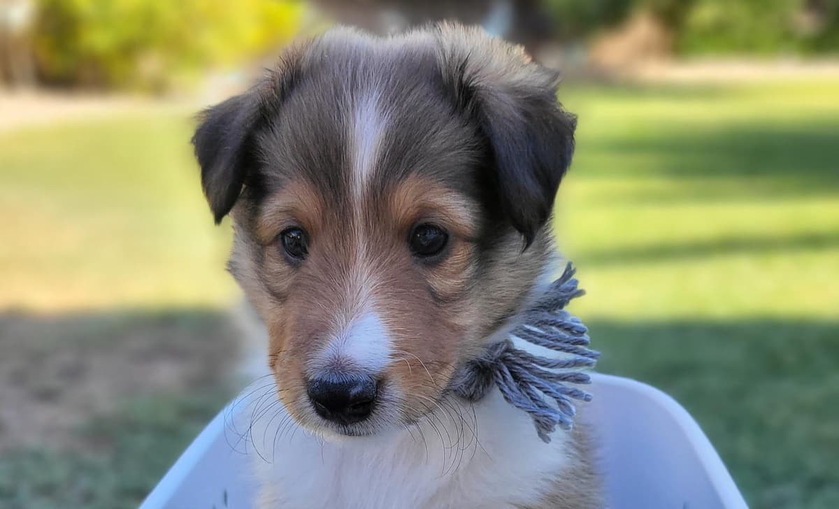 Blue breeder image 3