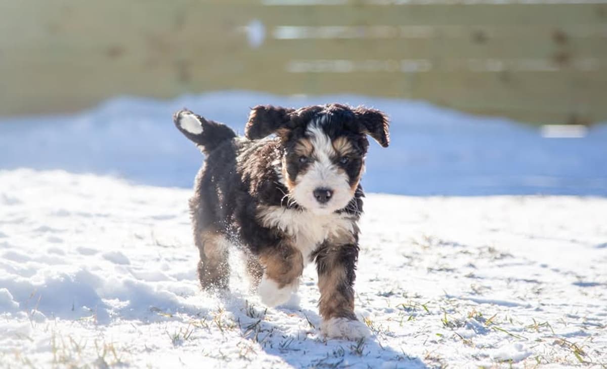 Buttercup breeder image 1