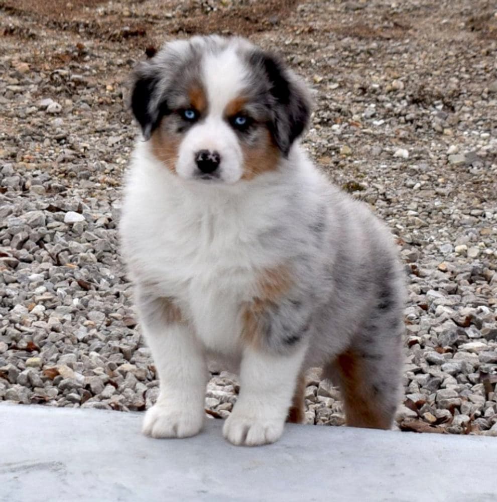 Striker breeder image 4