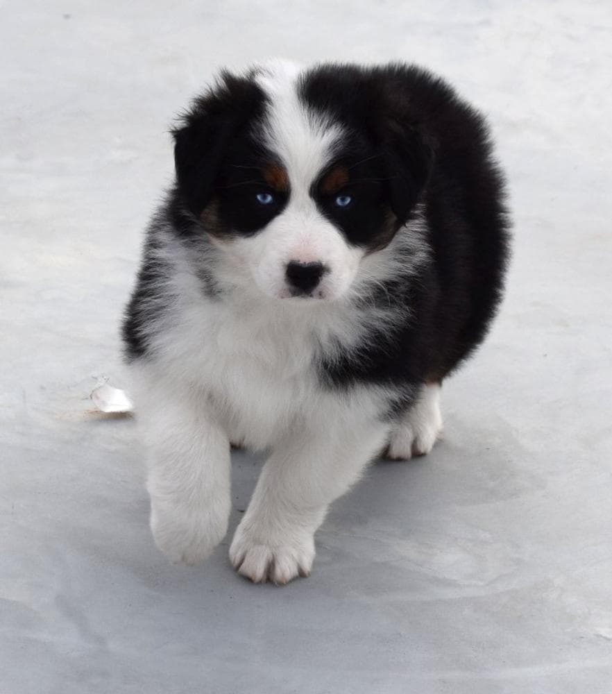 Striker breeder image 7