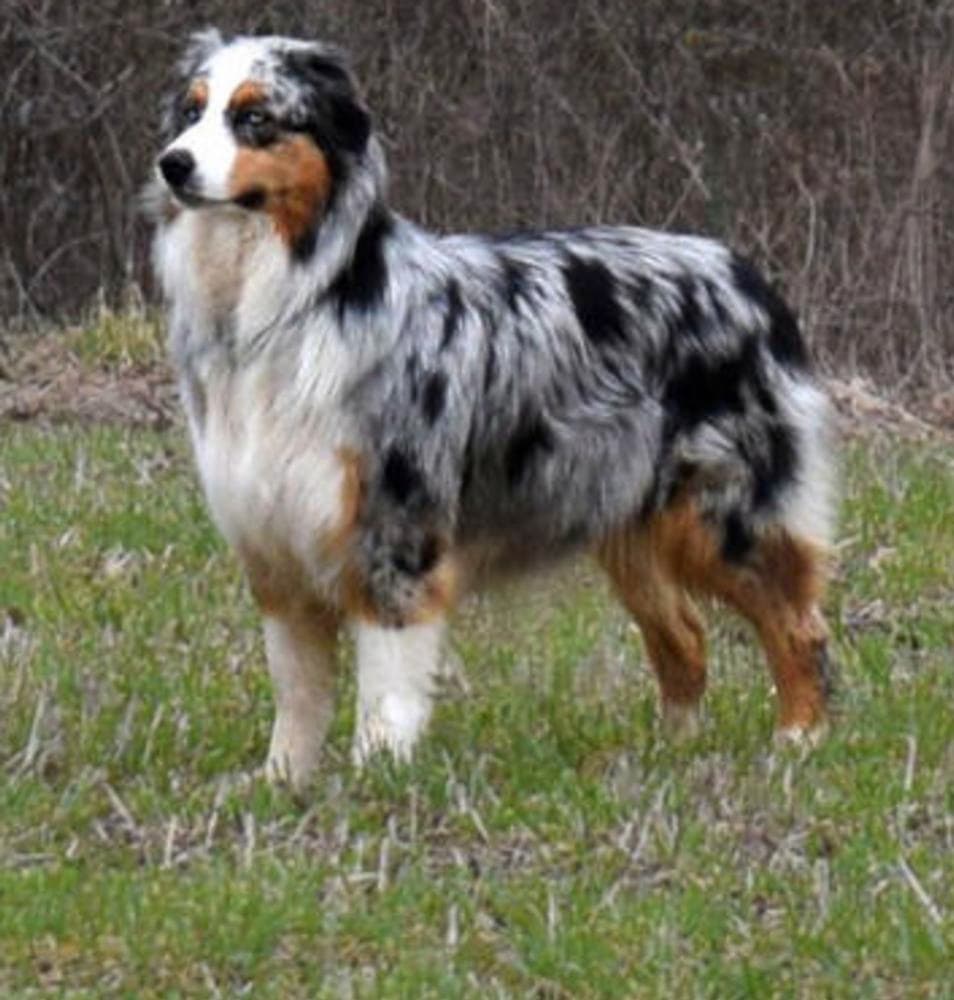 Striker breeder image 8