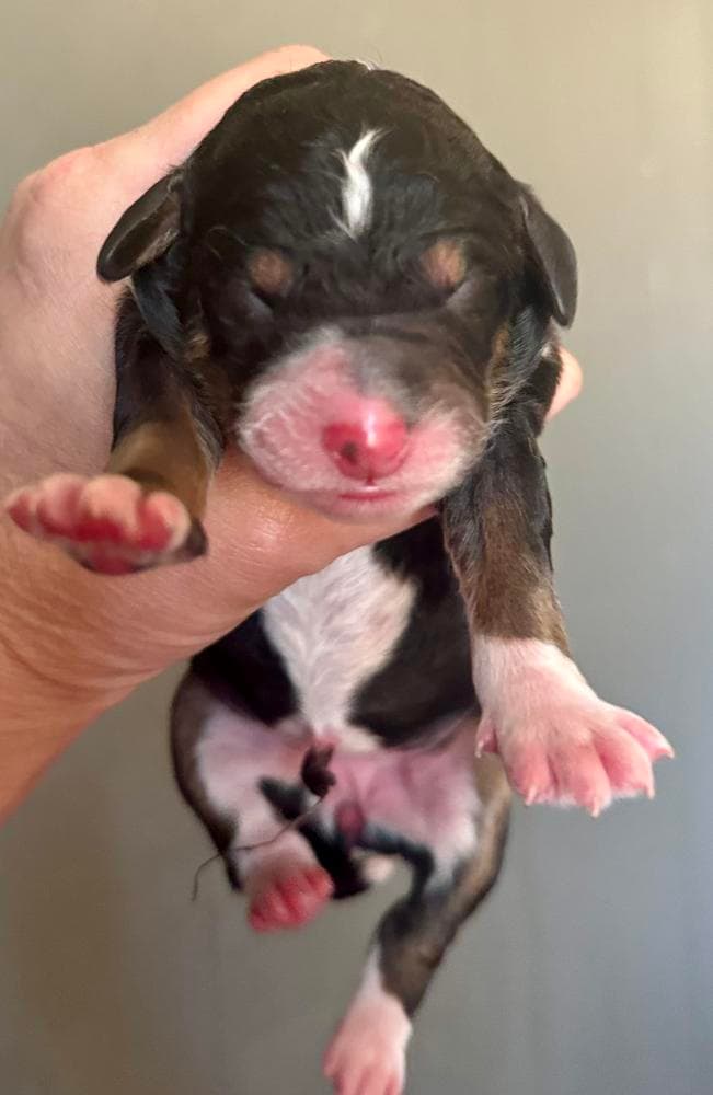 Juneau - unfurnished black tuxedo breeder image 3