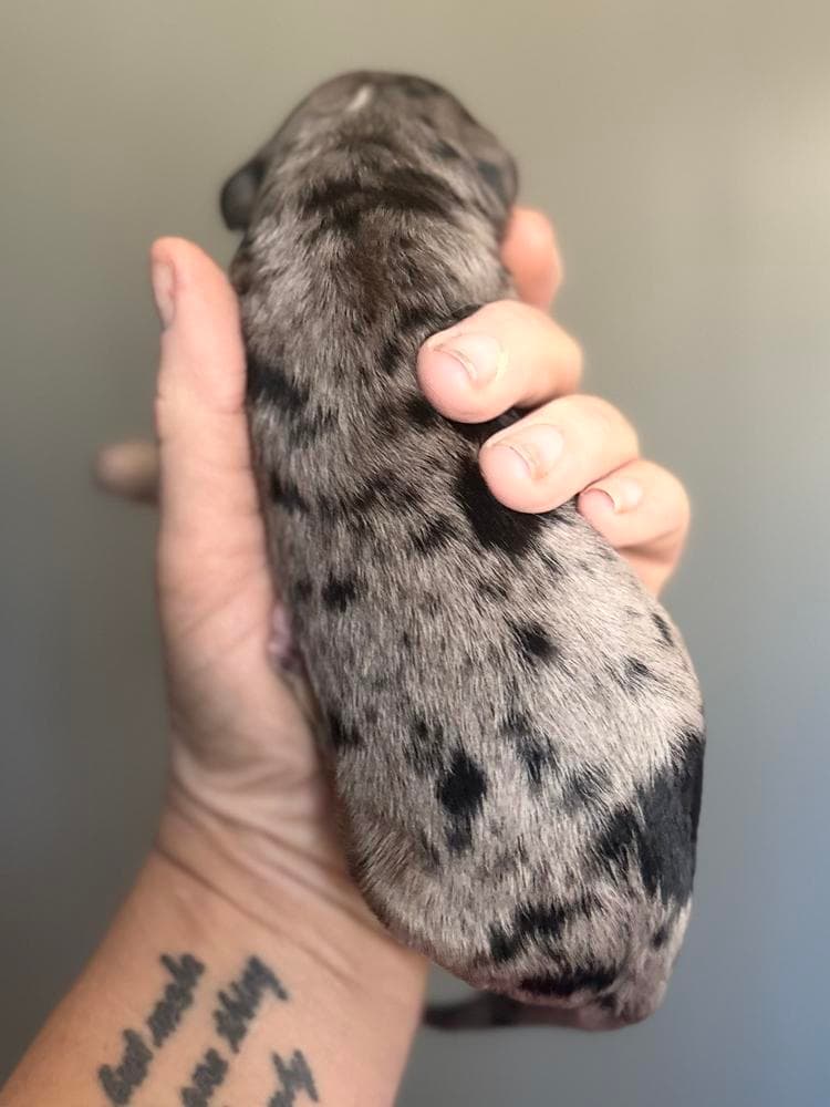 Juneau - unfurnished black tuxedo breeder image 6
