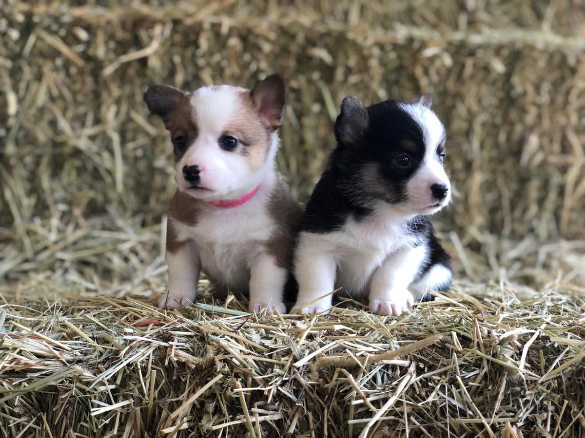 Male Puppy breeder image 10