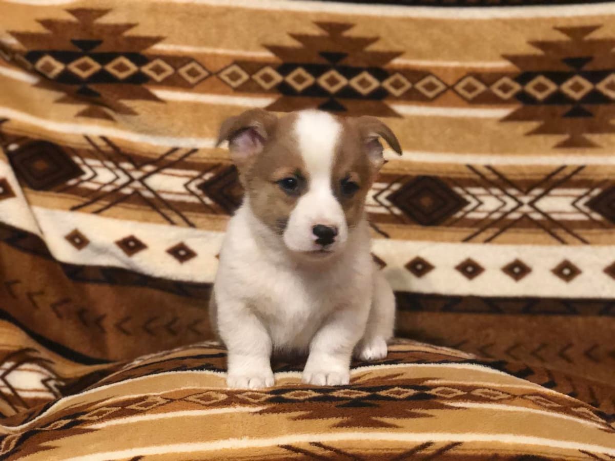 Male Puppy breeder image 20