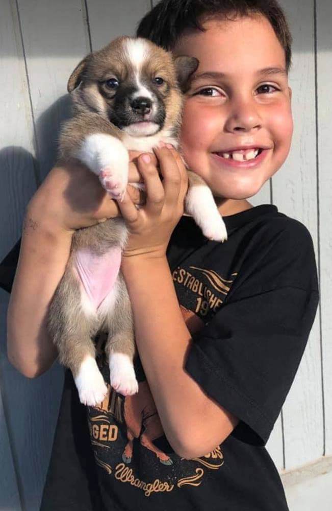 Male Puppy breeder image 3