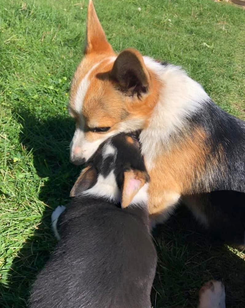 Male Puppy breeder image 34