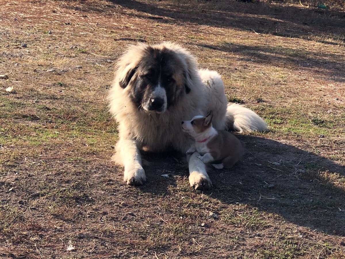 Male Puppy breeder image 38