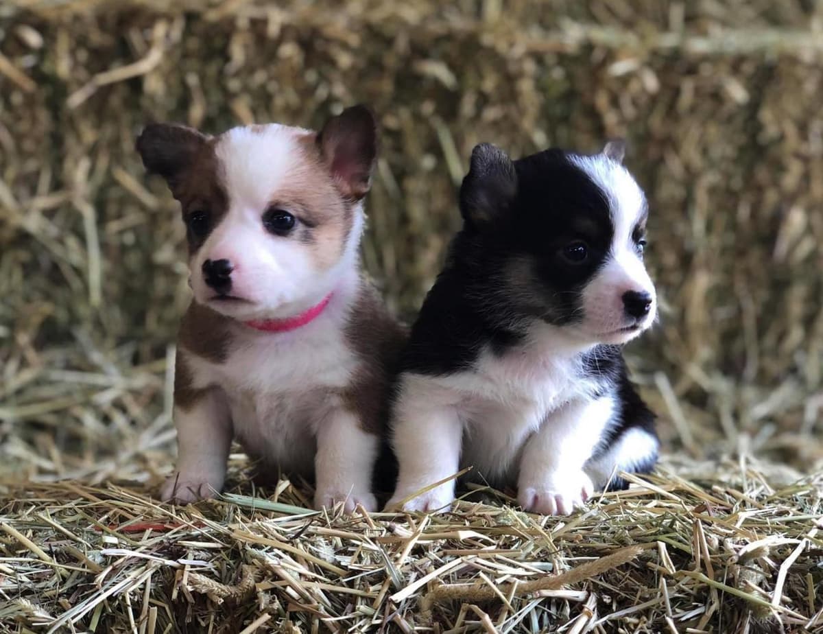 Male Puppy breeder image 4