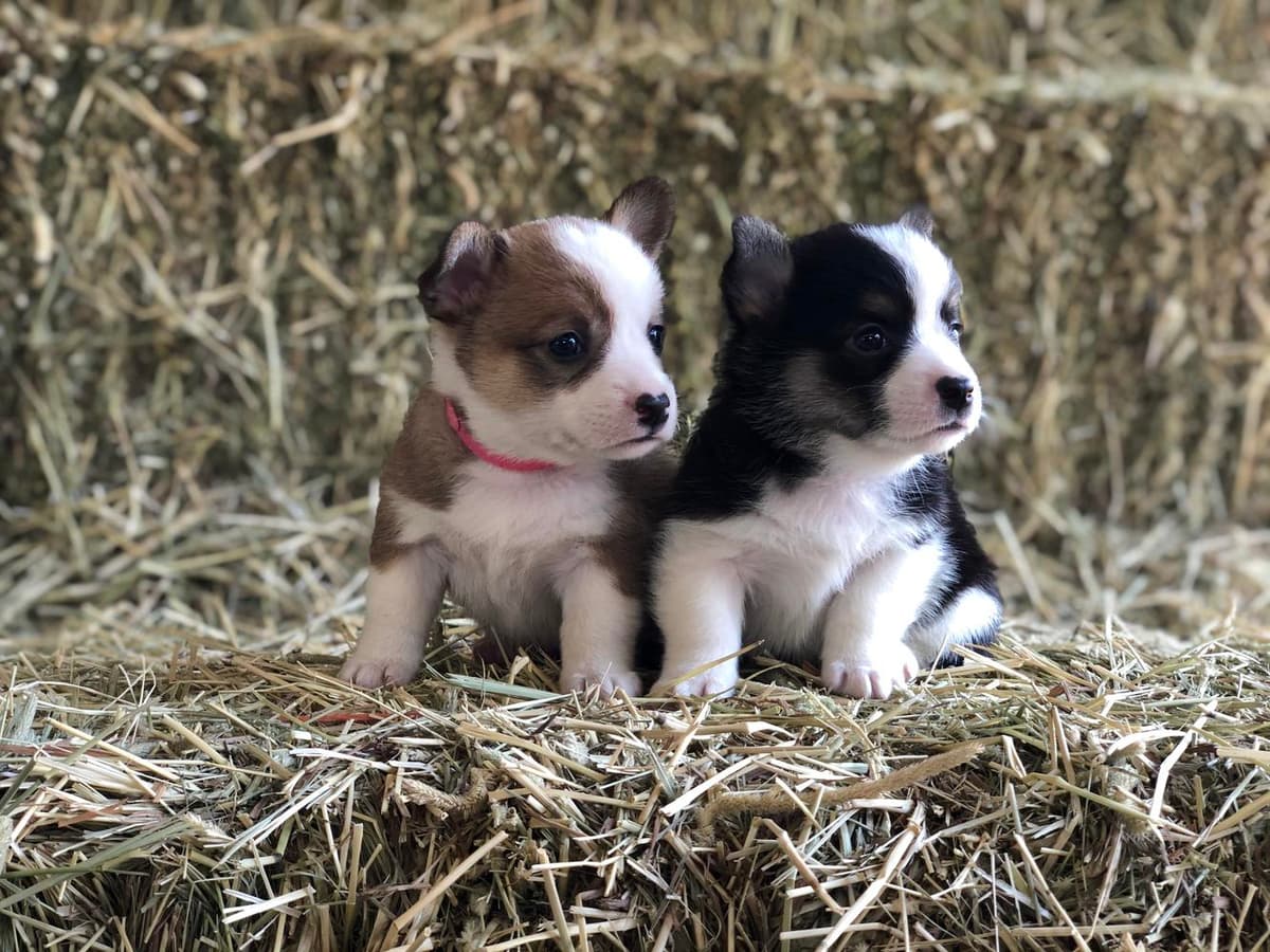 Male Puppy breeder image 9