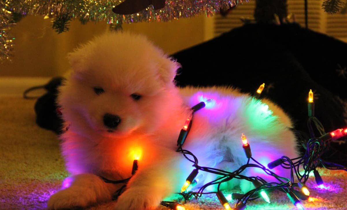 Boy 1 breeder image 1