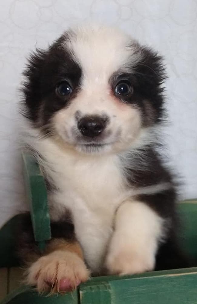 Mercy breeder image 3