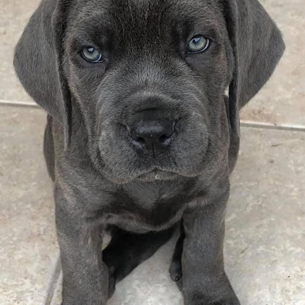 Violeta breeder image 6