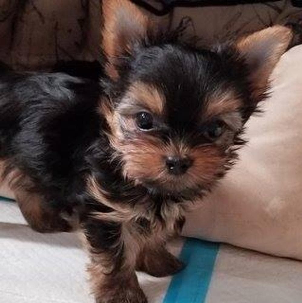 Billy breeder image 2