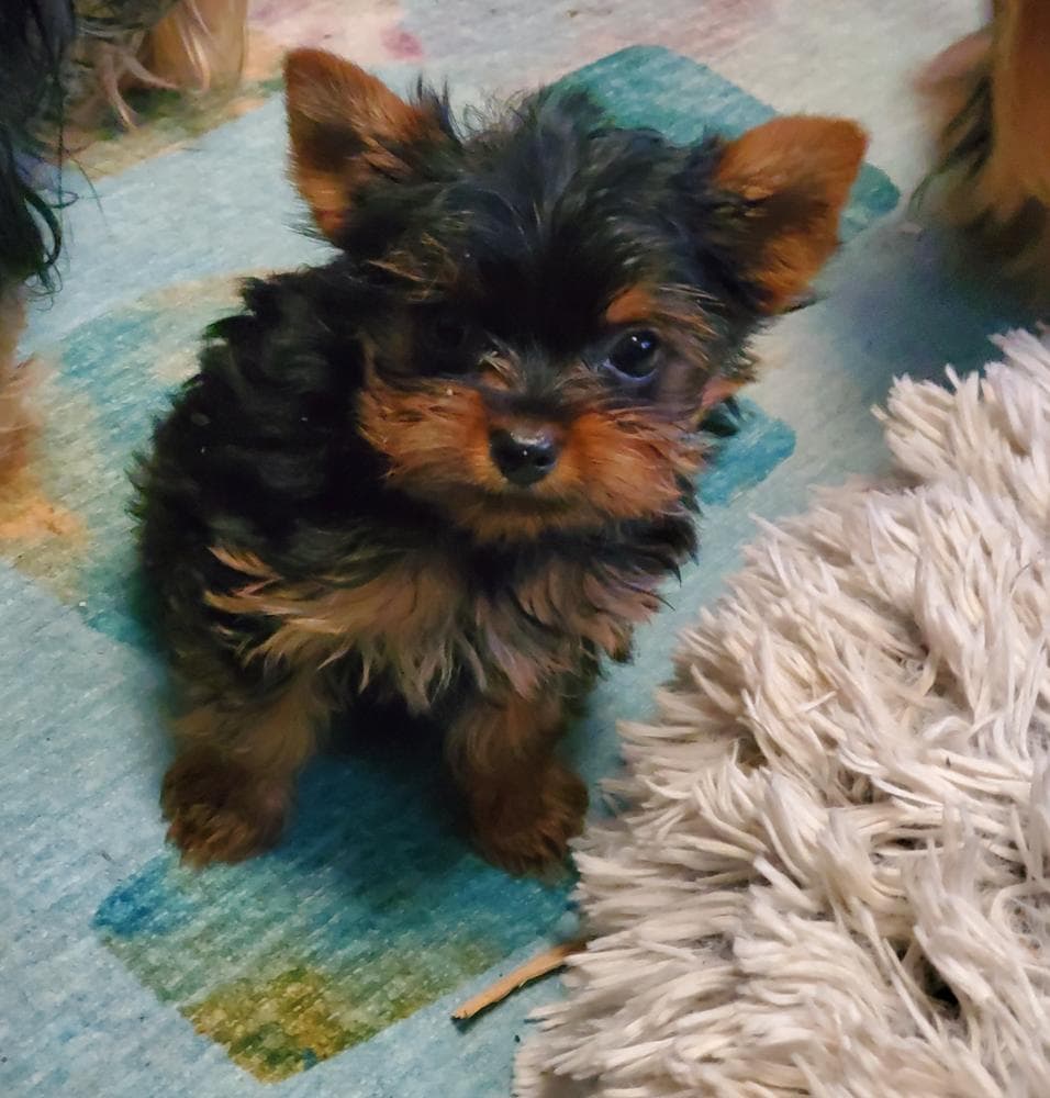Billy breeder image 7