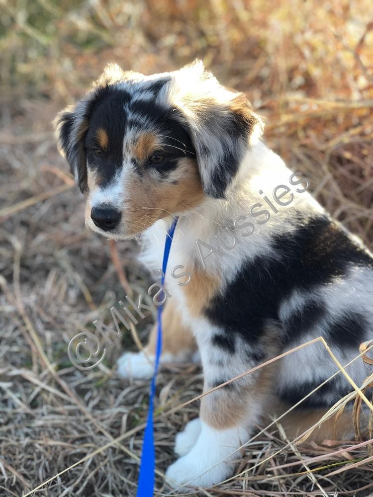 Charlie breeder image 4