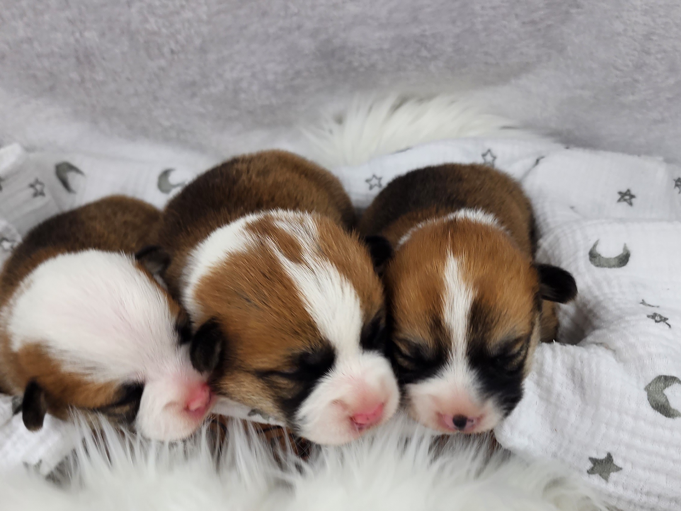 Danny breeder image 42