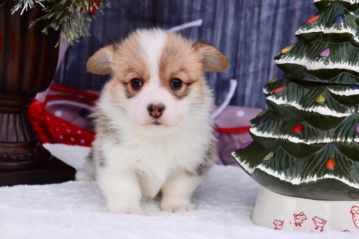 Boy 4 breeder image 29