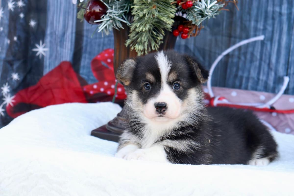 Boy 4 breeder image 30