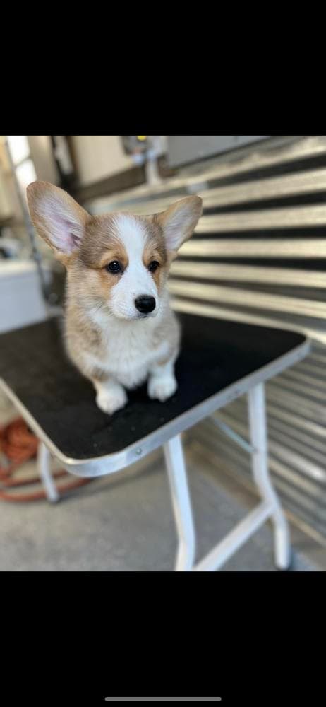Boy 4 breeder image 35