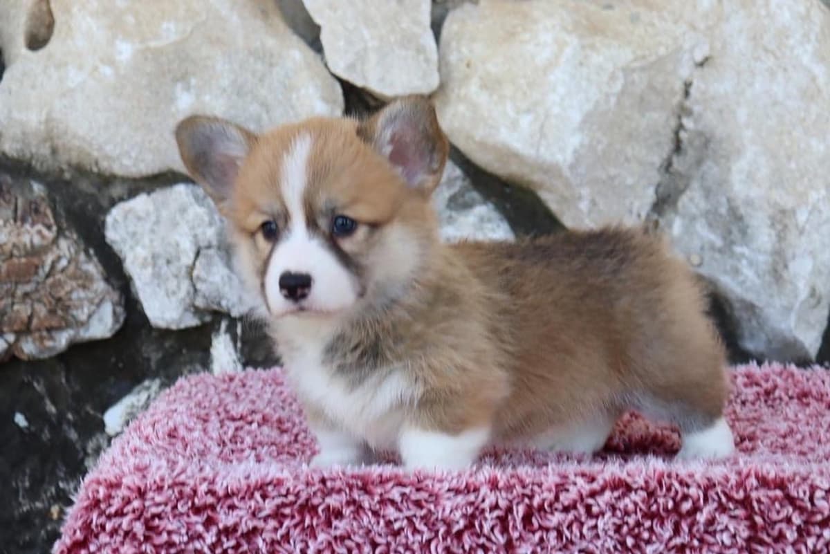 Boy 4 breeder image 36
