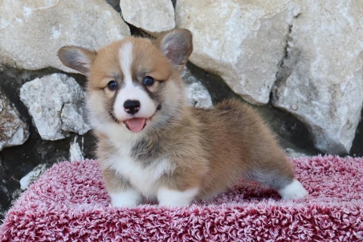 Boy 4 breeder image 37
