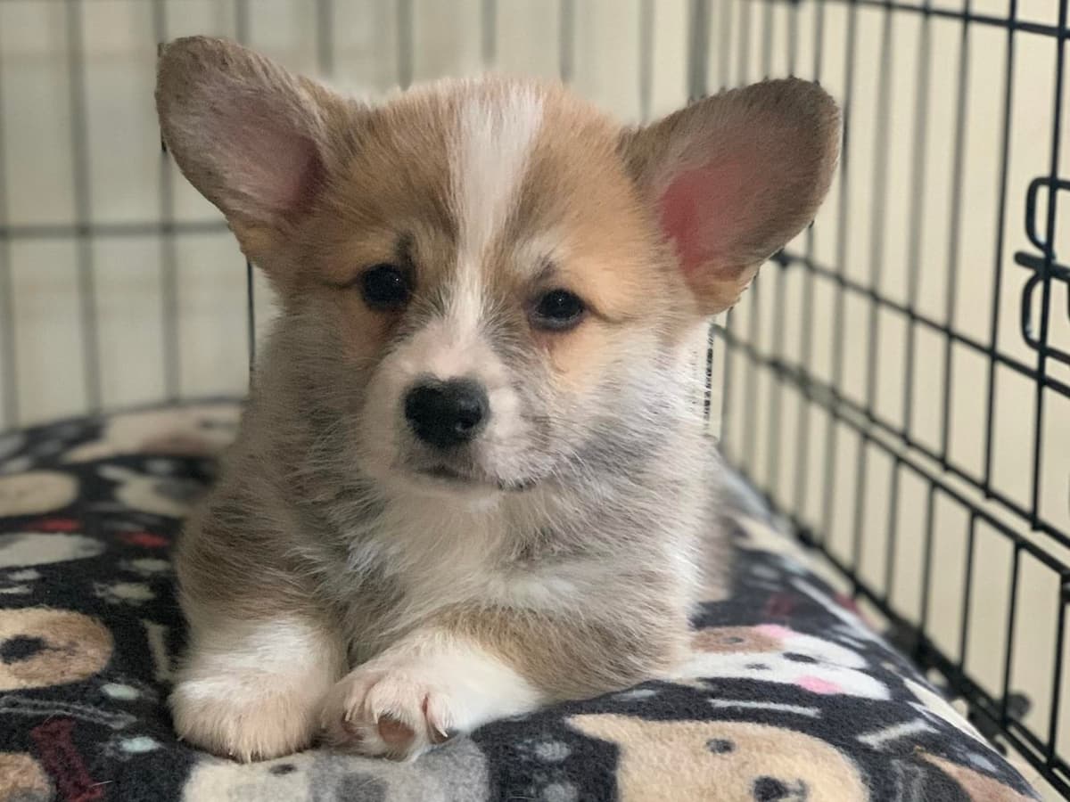 Boy 4 breeder image 4
