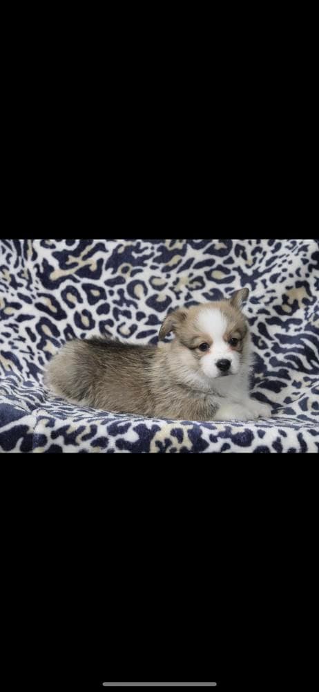 Boy 4 breeder image 40
