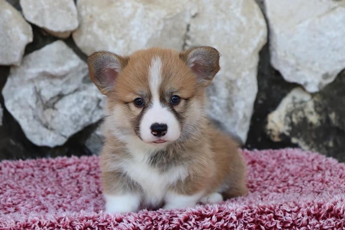 Boy 4 breeder image 45