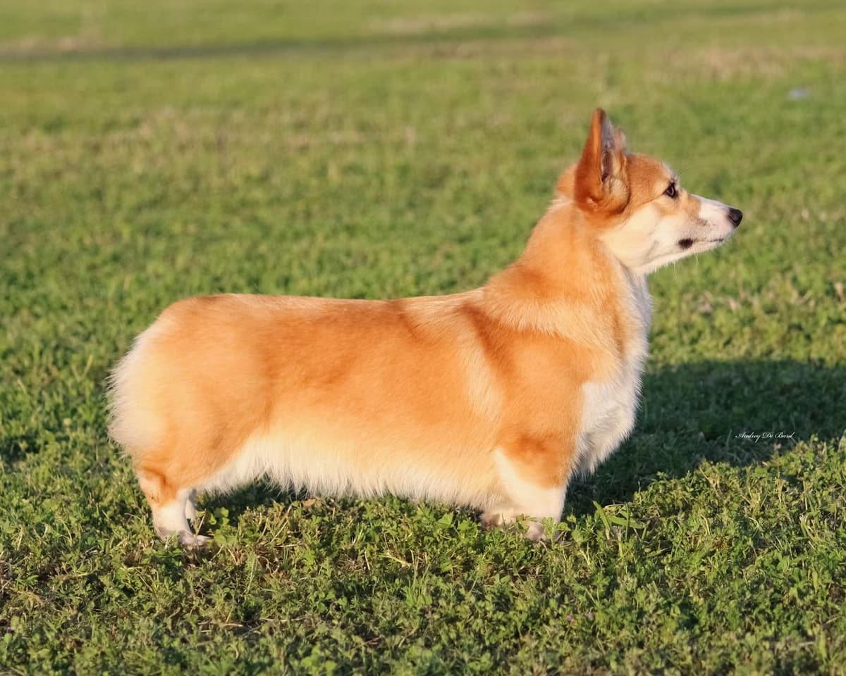 Boy 4 breeder image 48