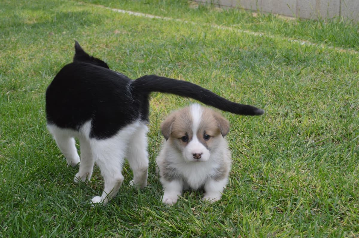 Boy 4 breeder image 6