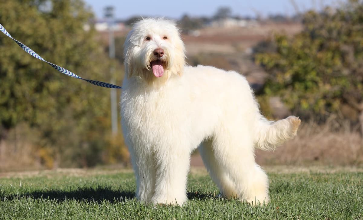 Stan breeder image 4