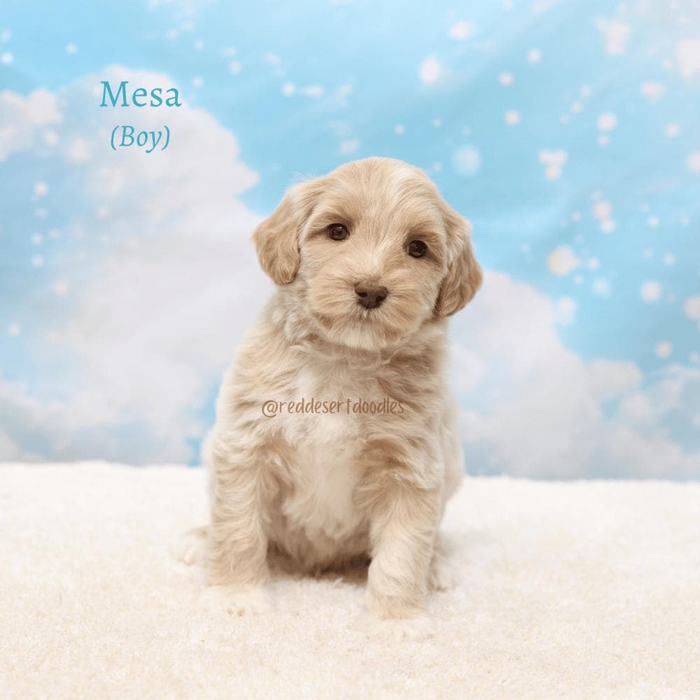 Stan breeder image 6